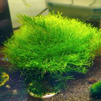 Muschio riccia fluintans