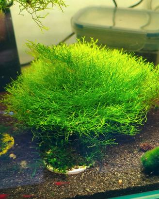 Muschio riccia fluintans