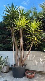 YUCCA ELEPHANTIPES GIGANTE, 25 anni, 4metri