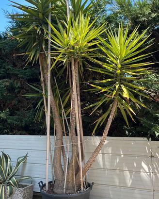 YUCCA ELEPHANTIPES GIGANTE, 25 anni, 4metri