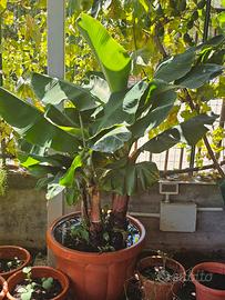 Albero di banana in vaso