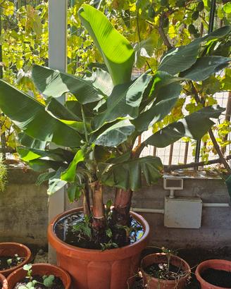 Albero di banana in vaso