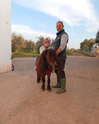 Pony