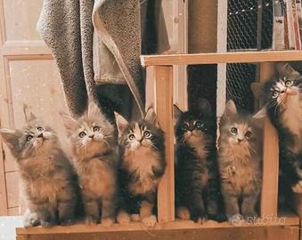 Maine Coon cuccioli