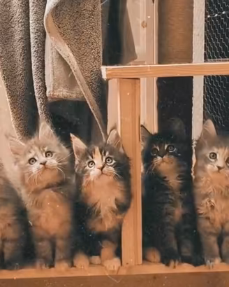 Maine Coon cuccioli
