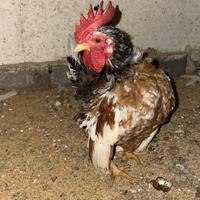 Galletto padovano nano originale