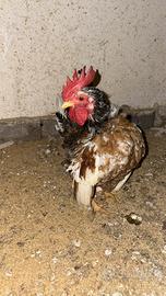 Galletto padovano nano originale