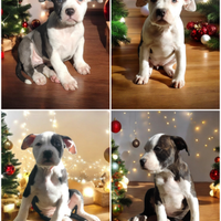 Cuccioli Amstaff Pedigree Enci ultimi4 disponibili