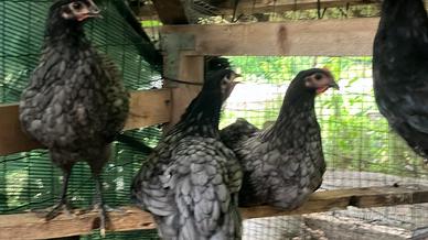 Galli e galline di 3 mesi
