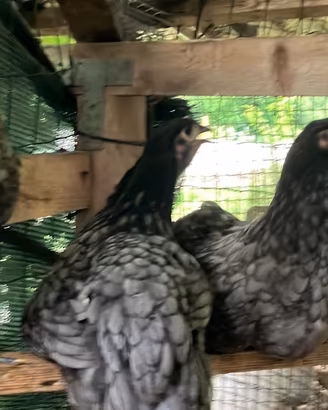 Galli e galline di 3 mesi