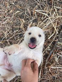 Cuccioli Labrador-maremmano