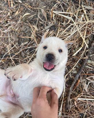 Cuccioli Labrador-maremmano