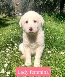 Cuccioli 2 mesi disponibili da maggio