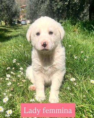 Cuccioli 2 mesi disponibili da maggio