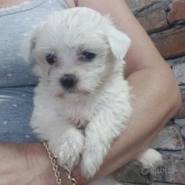 Bianco maltese
