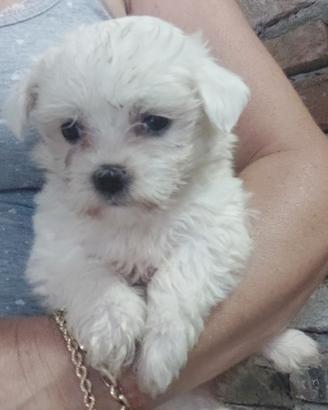 Bianco maltese