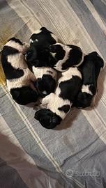 Cuccioli epagneul breton