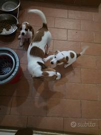 Cuccioli Jack russell