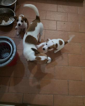 Cuccioli Jack russell