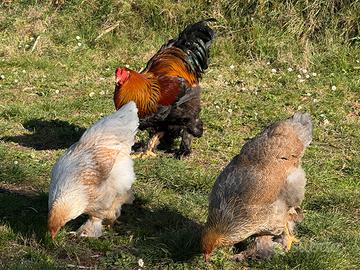 Gallo brahma