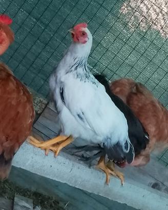 Gallo ermellinato di Rovigo