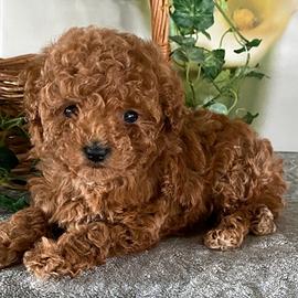 Cuccioli barboncini toy M e F