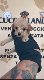 Barboncino mini Toy albicocca 2M 2F anche a rate