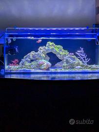 Gestione acquario