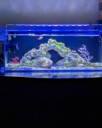 Gestione acquario