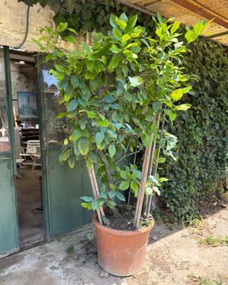 Pianta di limone