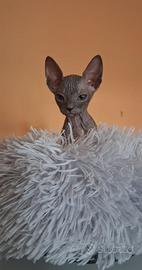 Don sphynx pedegree