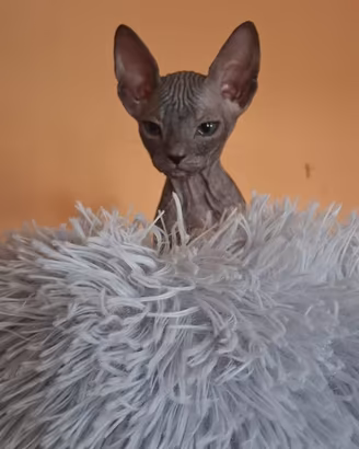 Don sphynx pedegree