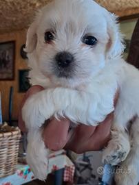 cuccioli maltese