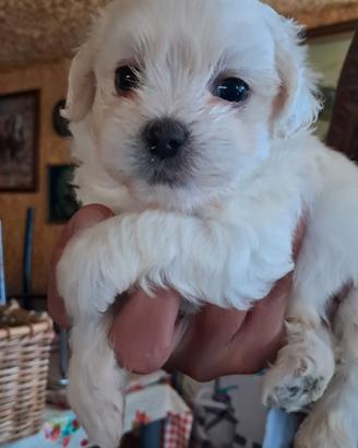 cuccioli maltese