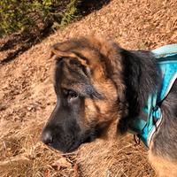 Cucciolo pastore tedesco maschio con pedigree