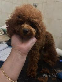 Barboncina toy red brown