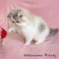 Cucciola di gatto persiano
