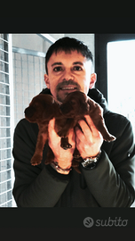 Setter Irlandese Cuccioli stupendi