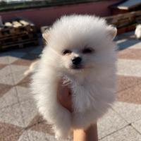 Cucciolo Spitz di Pomerania