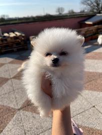 Cucciolo Spitz di Pomerania