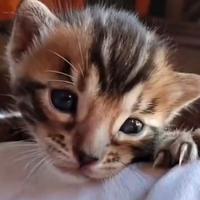 Gatto bengala cuccioli con pedigree