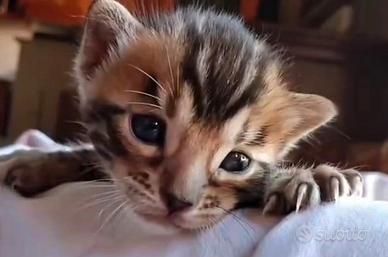 Gatto bengala cuccioli con pedigree