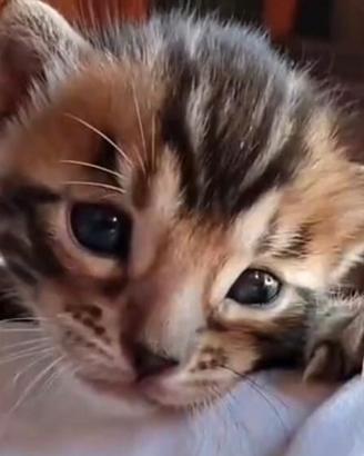 Gatto bengala cuccioli con pedigree