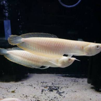 Arowana albino