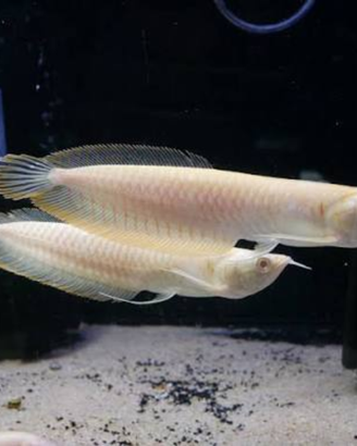 Arowana albino