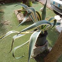 grande pianta di agave striata