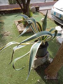 grande pianta di agave striata