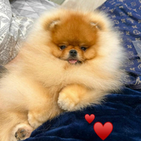 Spitz tedesco nano (pomerania)