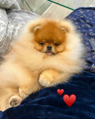 Spitz tedesco nano (pomerania)