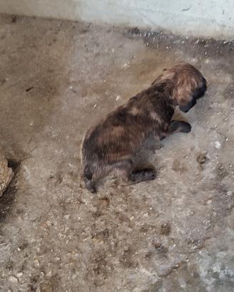 Cuccioli segugio maremmano